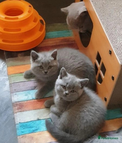 Biritsh Shorthair Kittens For Sale