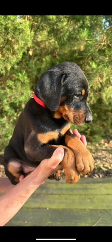 Dobermann Puppies for sale 