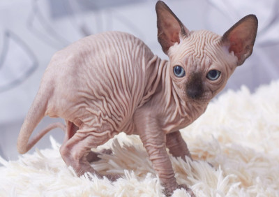 sphynx-kitten.jpg