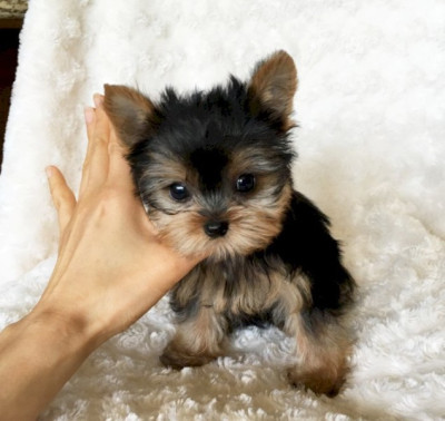 Adorable Male and Female TeaCup Yorkie Puppy Avail