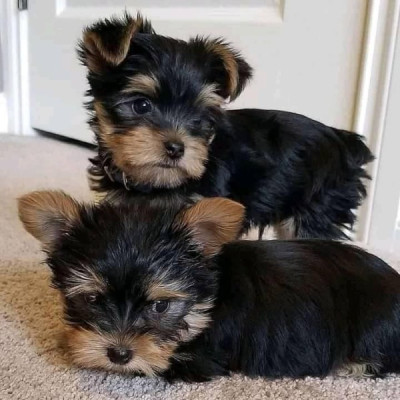 Beautiful Male Yorkie Puppy