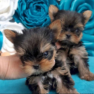 Pure Bred Yorkie Puppies