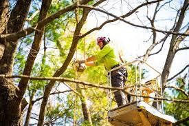 Tree care services.jpg