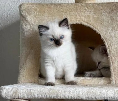 Cute Ragdoll Kitten Bobby