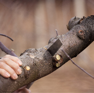 Tree trimming services | FR Tree Service