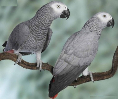 Buy African Grey Parrots with shipping USA