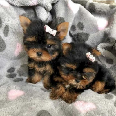 AKC Gorgeous Teacup Yorkie Puppies!