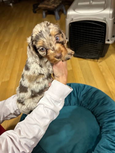 Dachshund Puppies for sale 