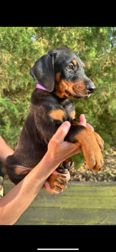 Doberman Puppies for sale 