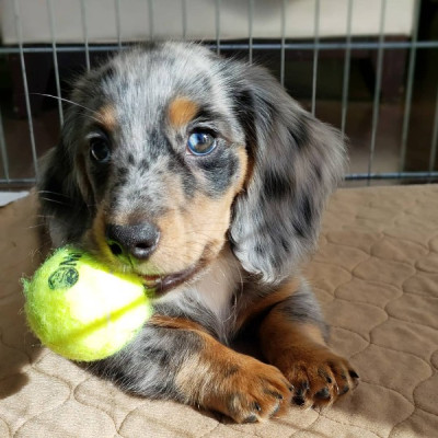 Mini Dachshund Puppies For Sale