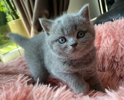 Nice British Shorthair Bella