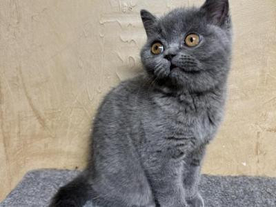 British Shorthair