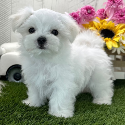 Beautiful Maltese Puppies – 1 Male &amp; 1 Female Avai