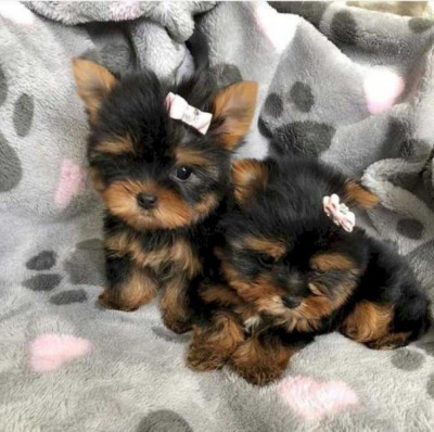 Perfect Male and female Yorkie