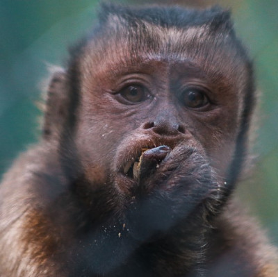 CHARLY BLACK FACED CAPUCHIN Baby