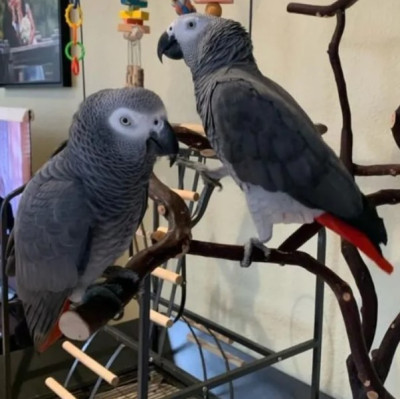 Silver_Male &amp; Skye_Female