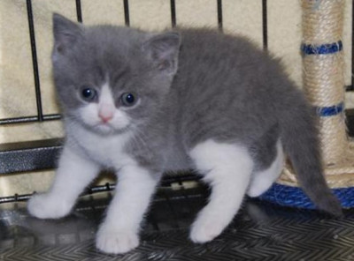 Beautiful British Shorthair Hana