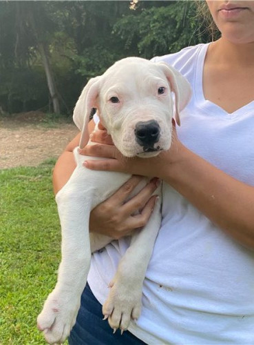 Dogo Argentino Puppies For Sale